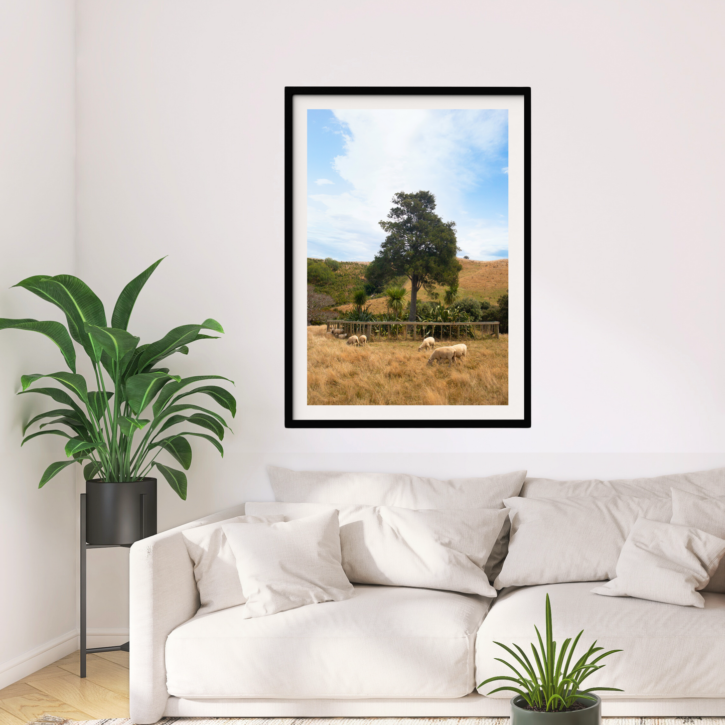 New Zealand Farm Sheep