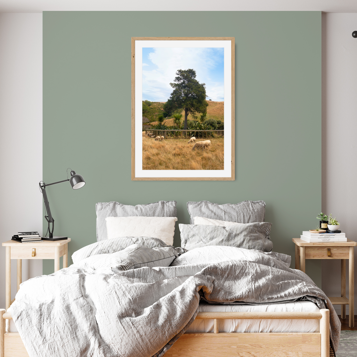 New Zealand Farm Sheep